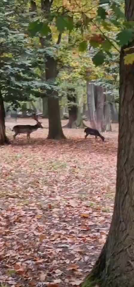 [Video] Today in the #forest – #stagdeer #dammhirsch

#nature #animal #naturephotography #animalphotography #forest #Berlin
