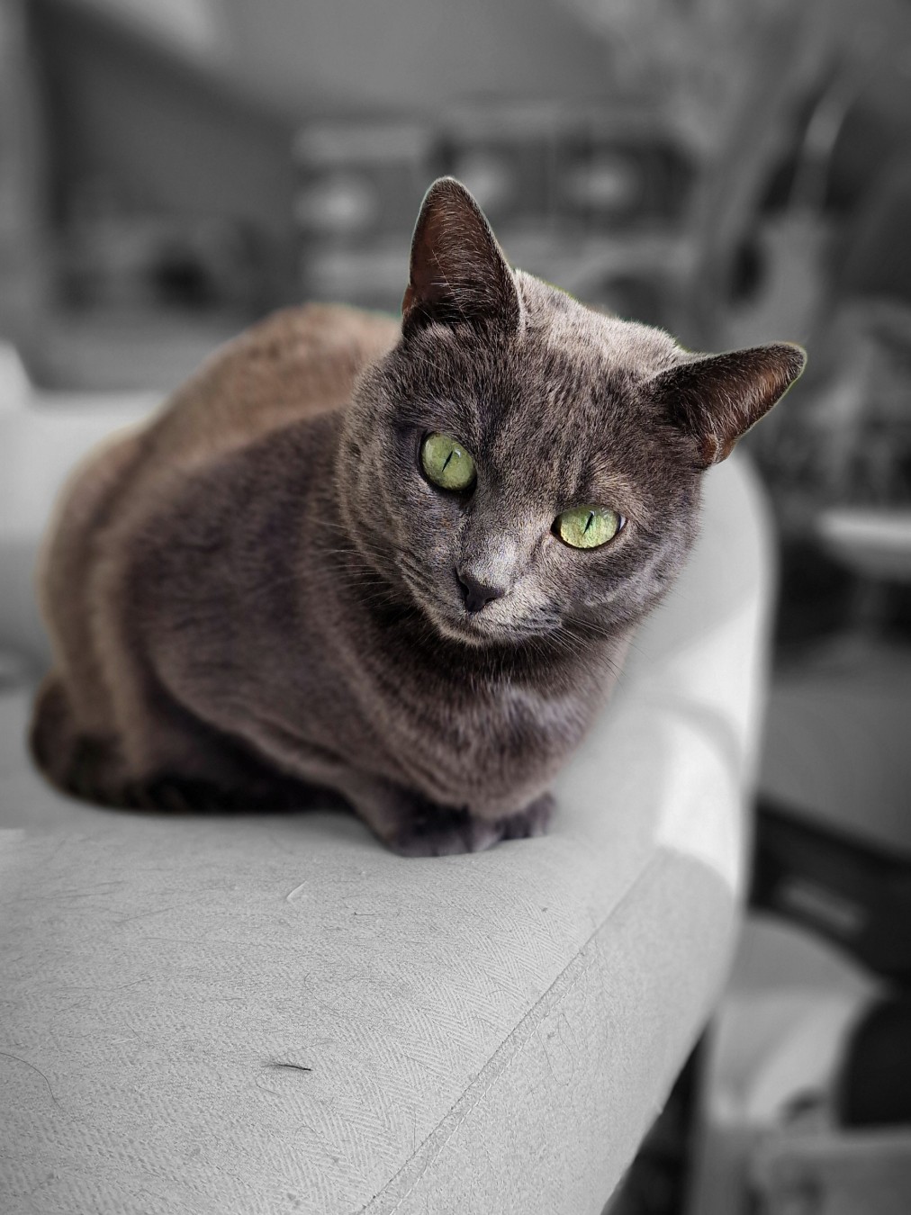 Koko 🐈