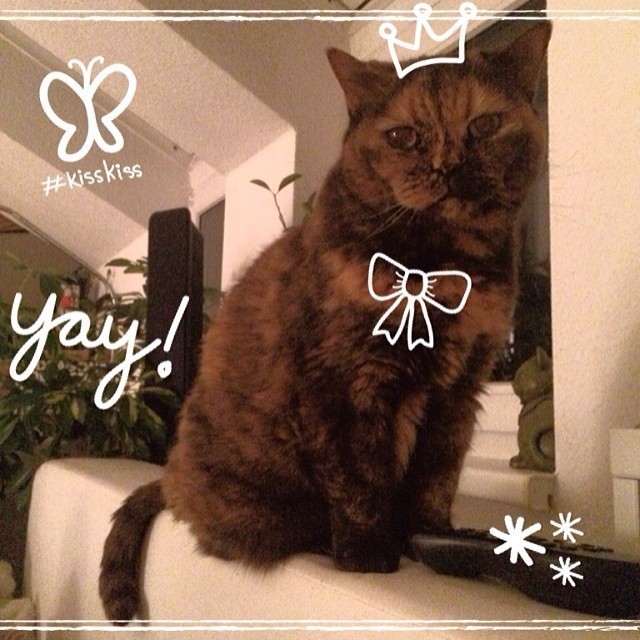 My beauty… #cat