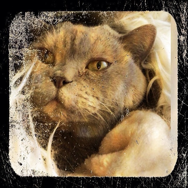 Beautiful lazy Sunday #cat ….