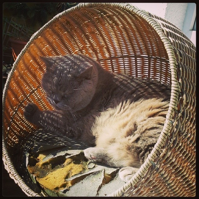 Ha ha ha: back to grey :) #cat