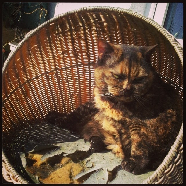 Ha ha ha… my cat changed colour :) this is my second lady: Maya #cat