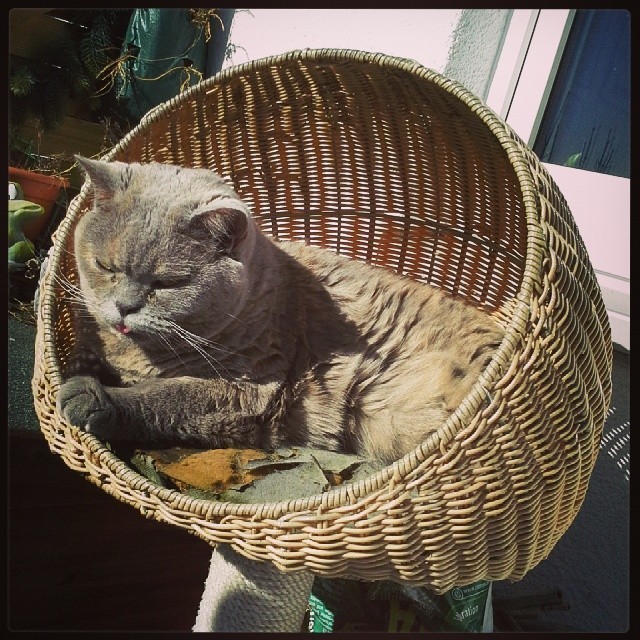 My cat enjoying the beautiful spring sunshine with me . #cat