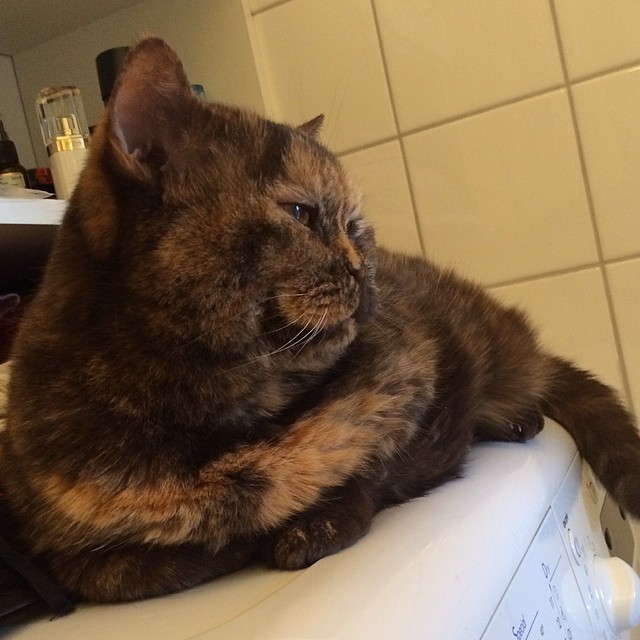Chilling… #cat