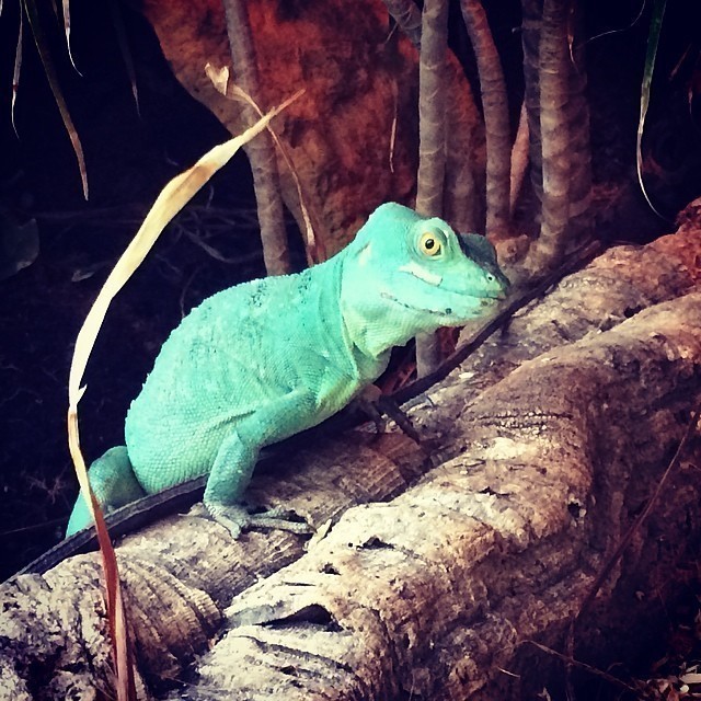 Good morning, what do we have here? Hopefully nice breakfast. #lizards