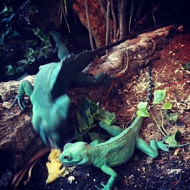 Food… #lizards