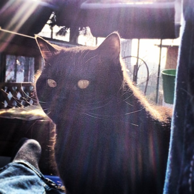 Lady No. 3 #cat