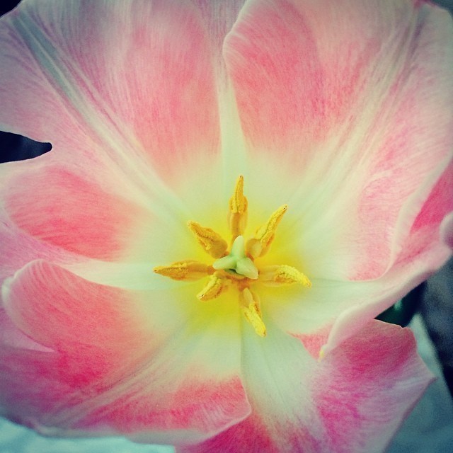 Smelling beautifully #tulips