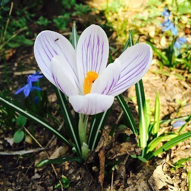 Yes: spring is coming :) #berlin