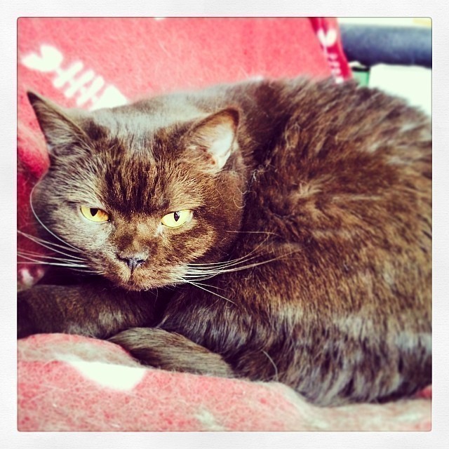 My beauty Bastet #cat.
