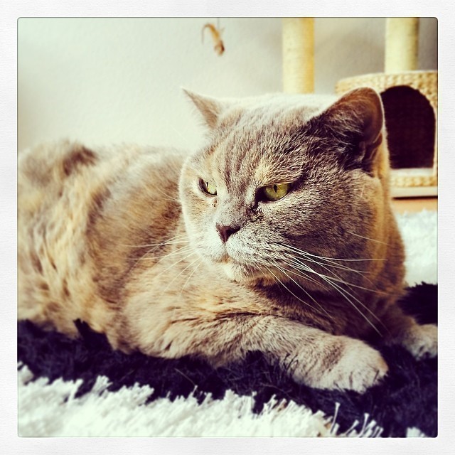 My beauty Nofretete #cat.
