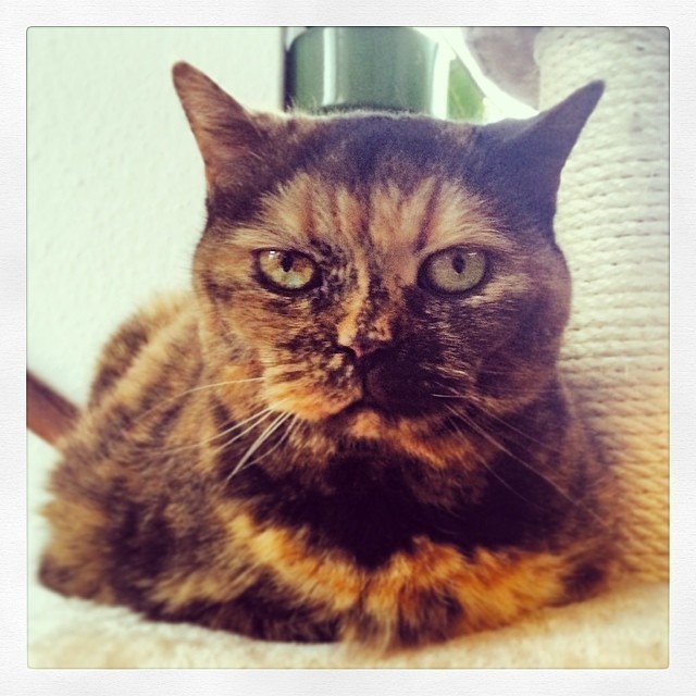 My beauty Maya #cat.