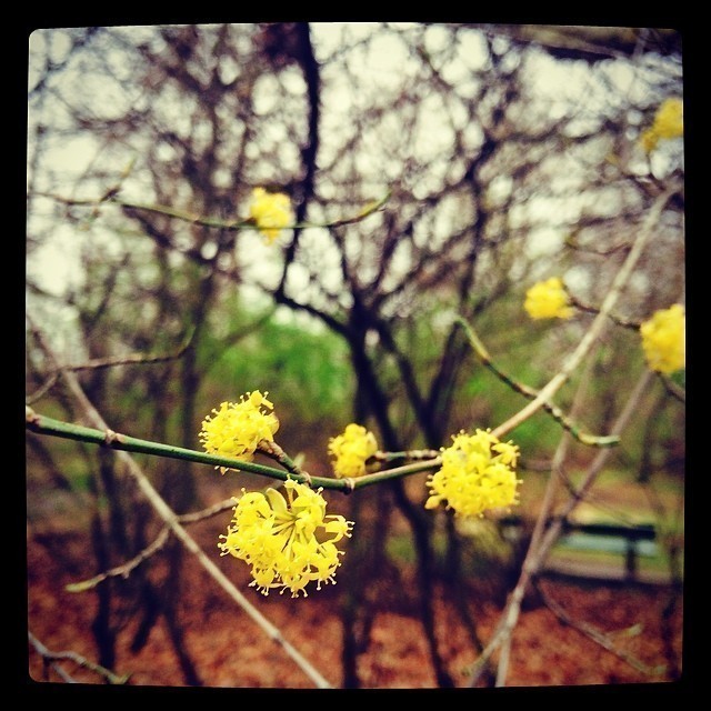 Flowers, leaves, loads of green. Spring is definitely breaking through. I love it! #spring