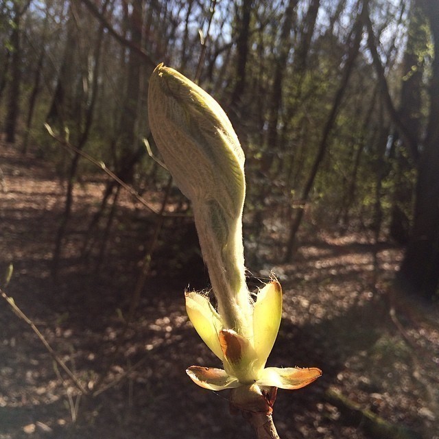 Only a few more days and everything will be in blossom. #happy