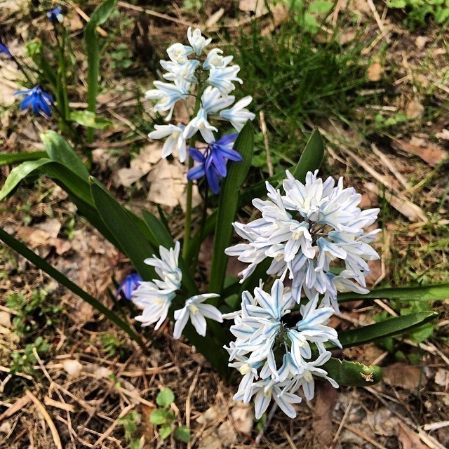 #spring