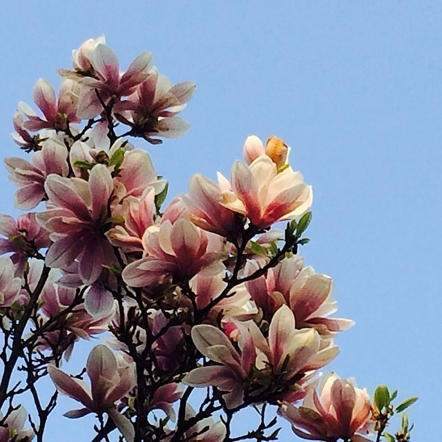 What a beautiful evening. #spring