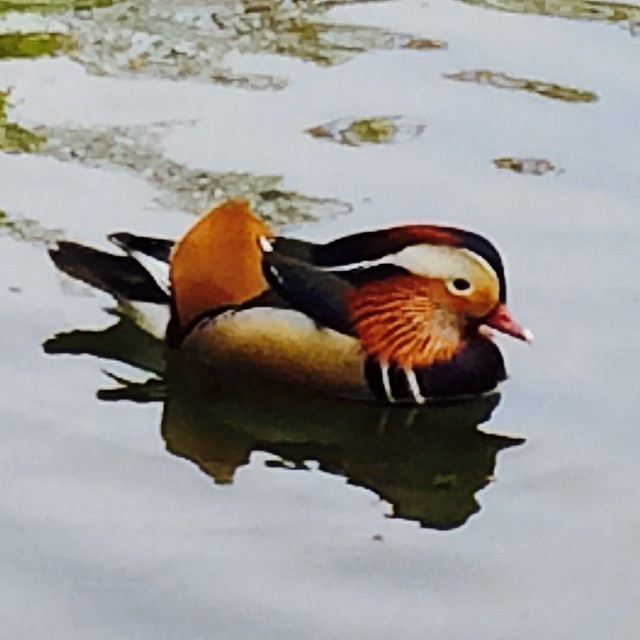 Beautiful duck. #berlin