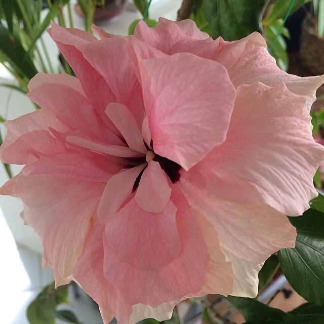 Yes my hibiscus is flowering again :)