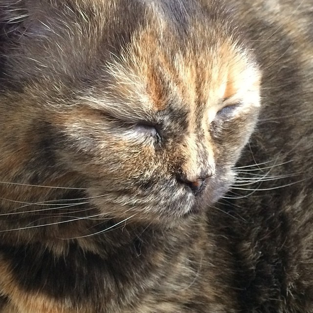 Face. #cat