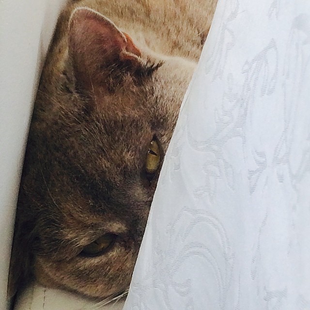 Hiding but watching…