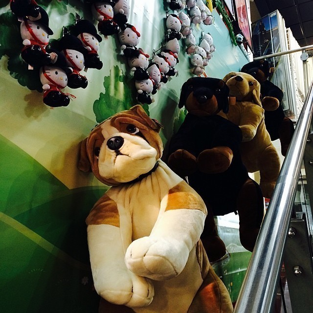 Look at the dogs. They don’t look happy ….