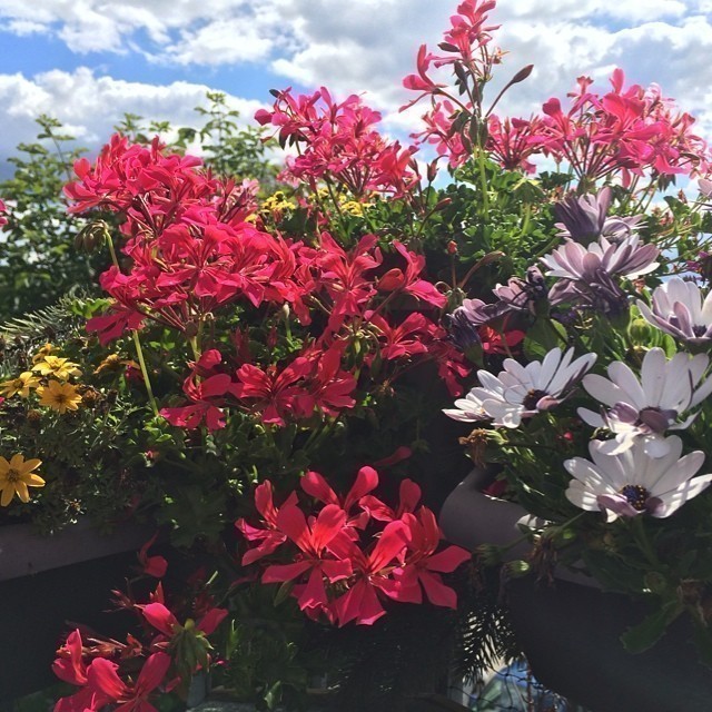 I came back from Korea just to find my balcony full with beautiful flowers ^,^.