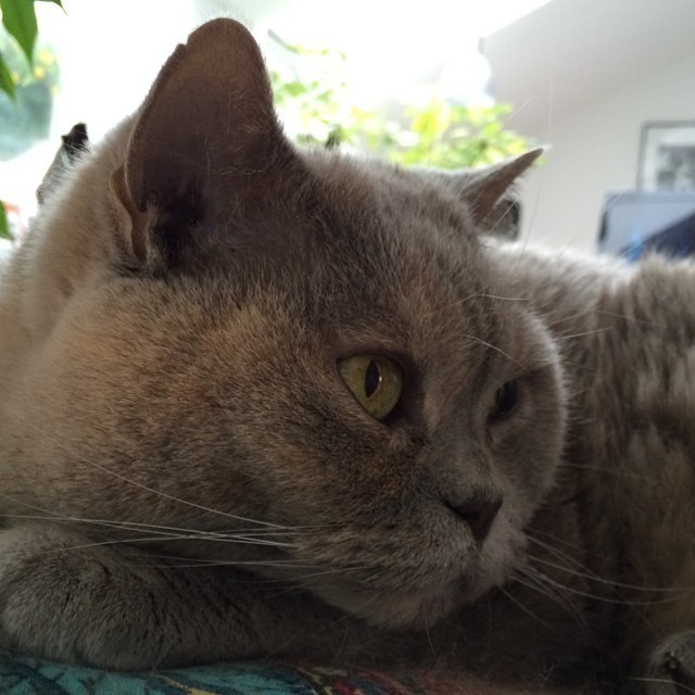 Happy 11th birthday my beloved Nofretete ^,^ #cat