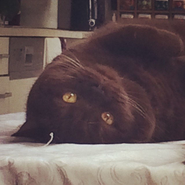 My little one being lazy with a watchful eye.