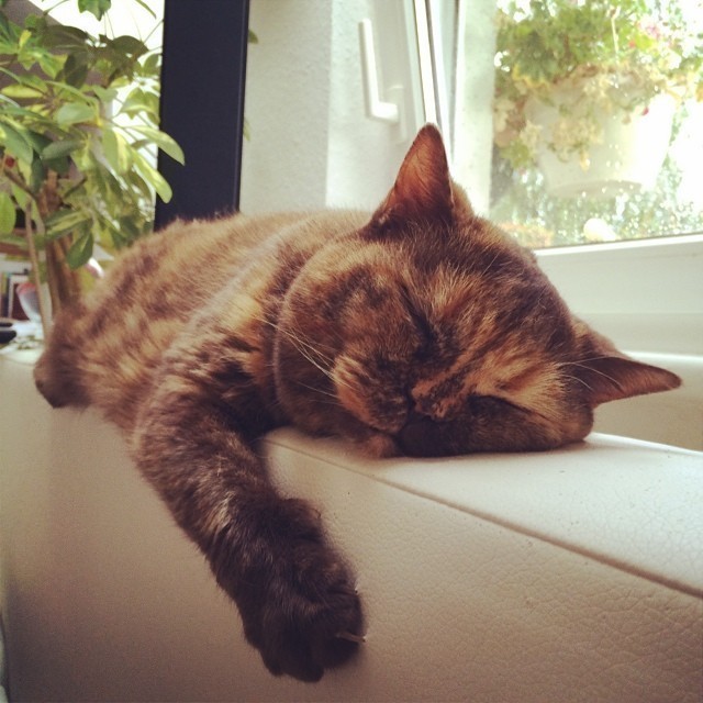 My couch… #cat