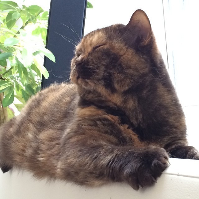 Pure enjoyment. #cat