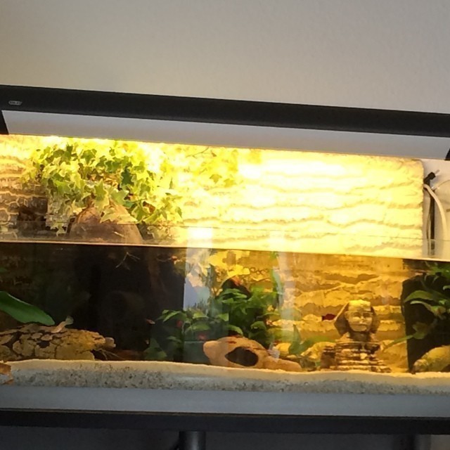 By the way my finished fish tank. It looks all neat now. What do you think? #aquarium