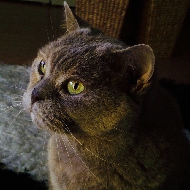 My beauty watching TV with me. #cat