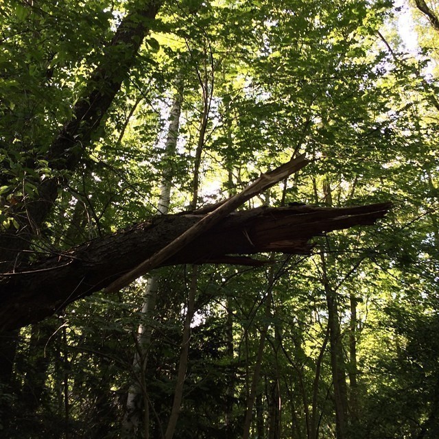 I love the play of shadow and light – brown and green in the forest. It’s a dramatic game of colour and light. Beautiful.
