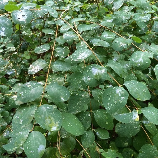 Water pearls.