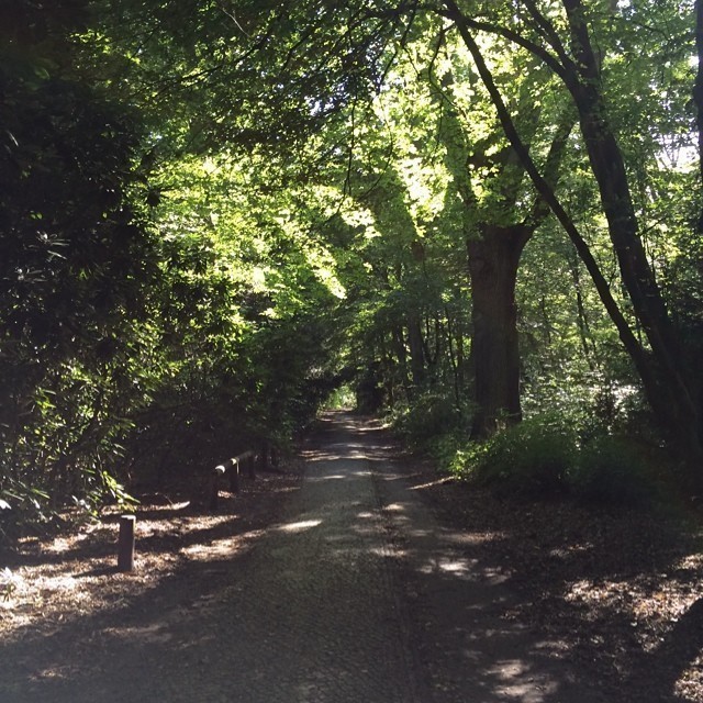 A walk through an empty forest. great way to charge up on energy #berlin