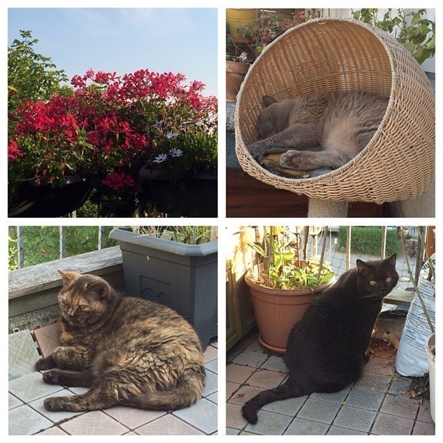 Enjoying this evenings summer breeze ^,^.