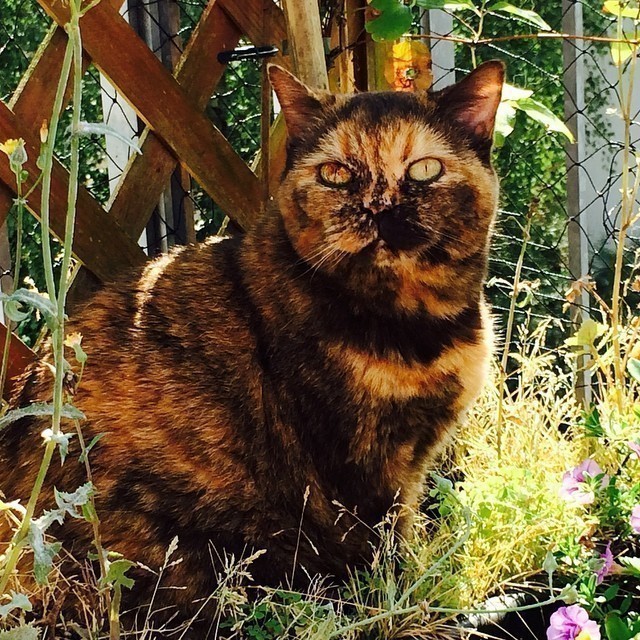 Cat hiding in the plants. Mind you: not very successfully ^,^. #cat