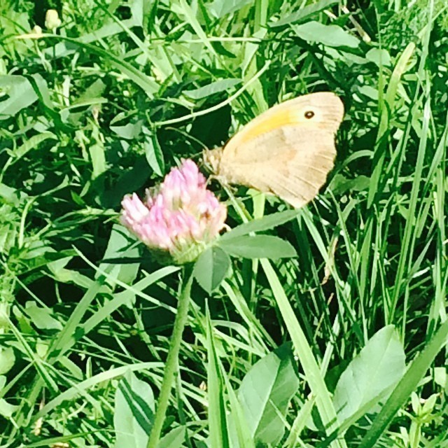 Butterfly.