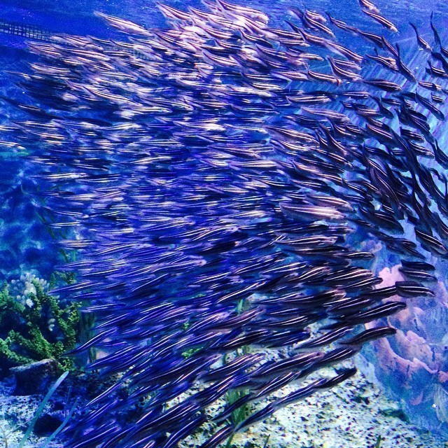 Sea Aquarium #singapore