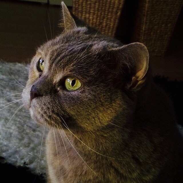 My Shupette #2 ^,^ #SHUCATS