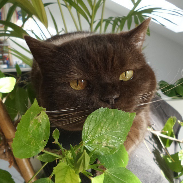 Caught in the act: trying to take a bite of my plant. Tststs!