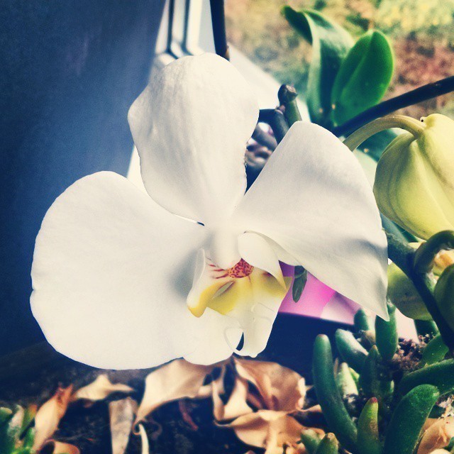 My orchid is back flowering ^:^