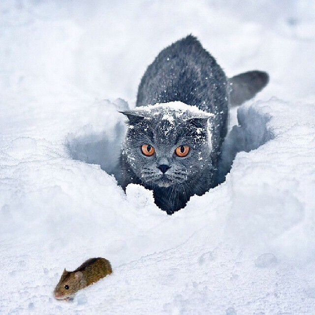 Life Cycle (Hunting) | Photography by ©Illya Pavlov @animals