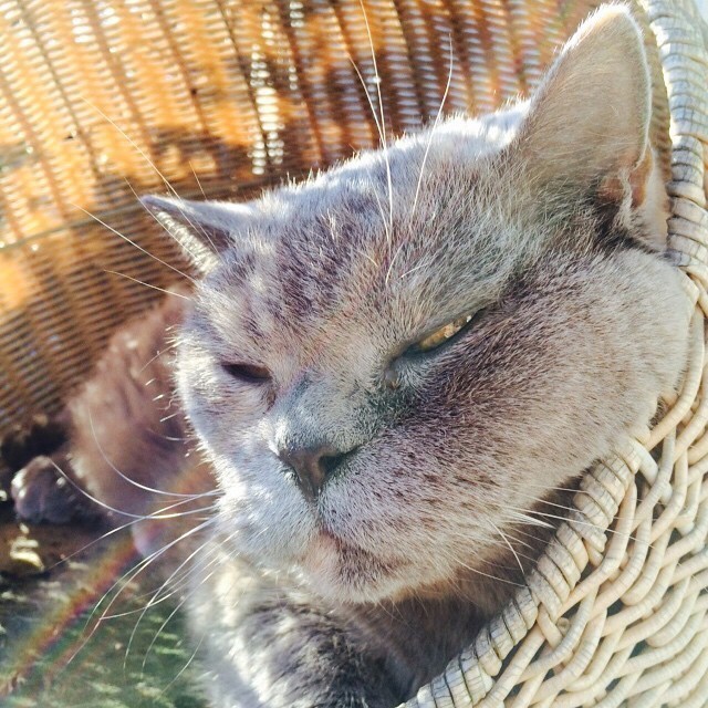 Enjoying the sun ^,^ #cat 😺😻