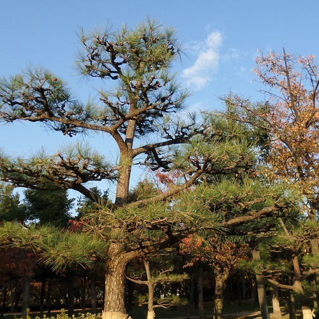 The Pine trees smell so strong. Its amazing…