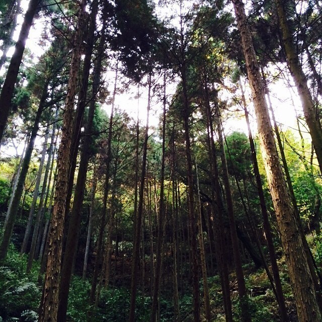 Just nature and me. #kyoto
