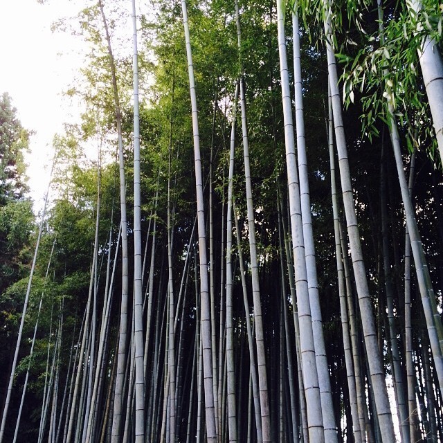 Loads of bamboo in the forest behind the shrine and part of the mountain. #Kyoto