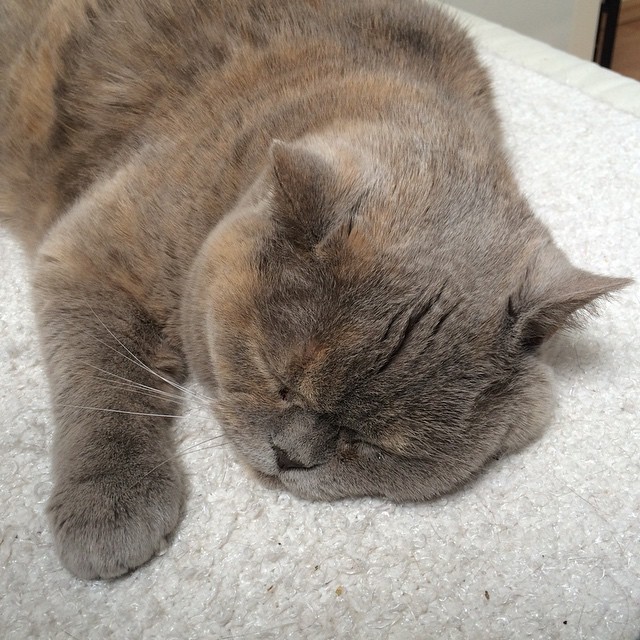 My sleepy lady next to me ^^. Happy Easter. Happy break!