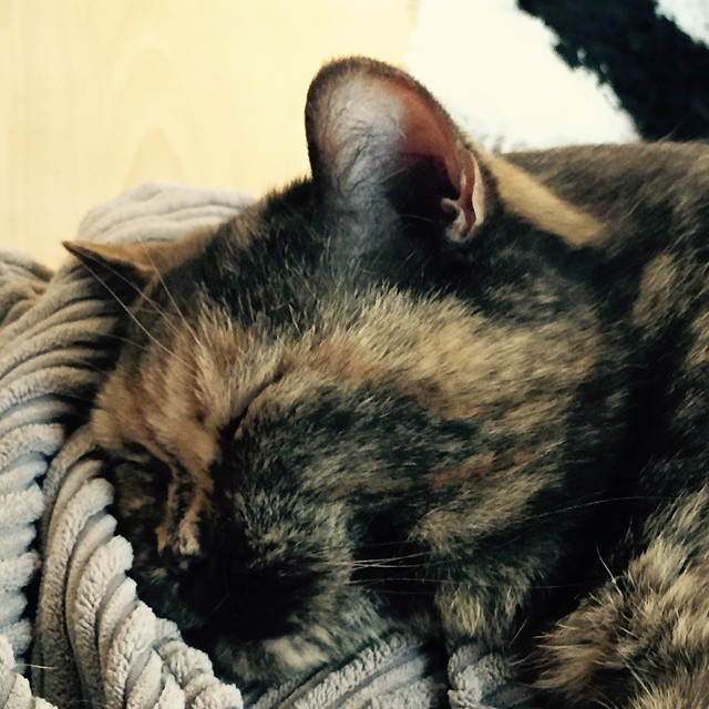 Happy Birthday my beautiful Lady Maya. 14 today ^^ #cat