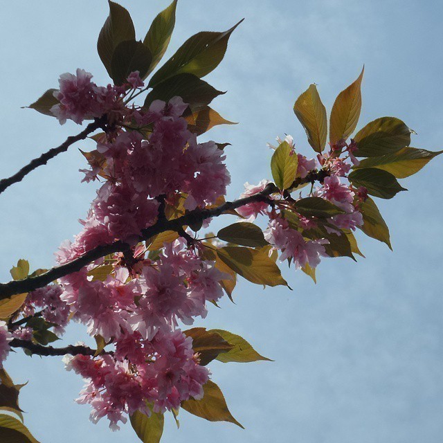 More from the area around my apartment. #nature Cherry blossom. Close to its end now.